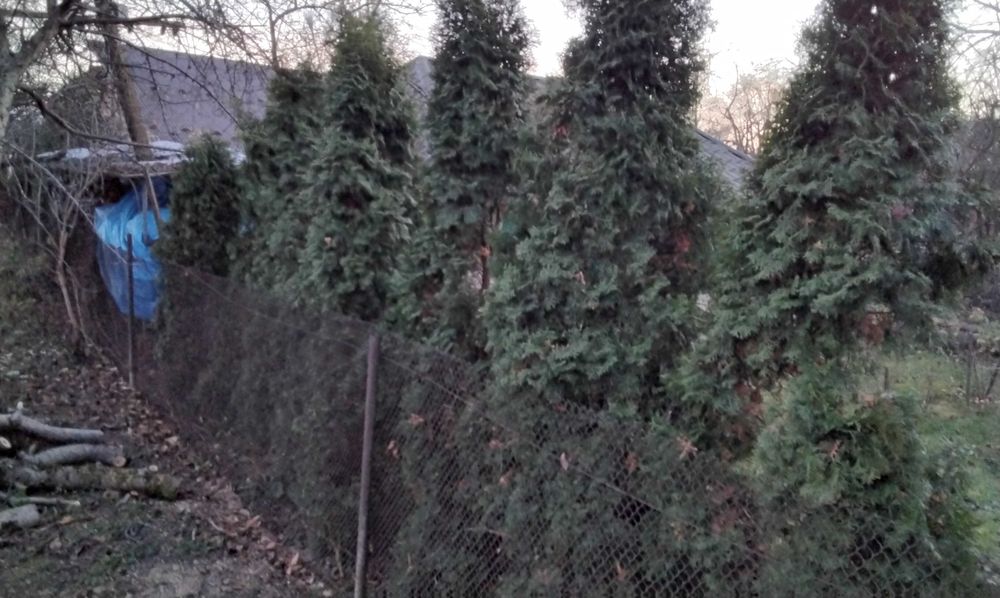 Туї дорослі самовивіз