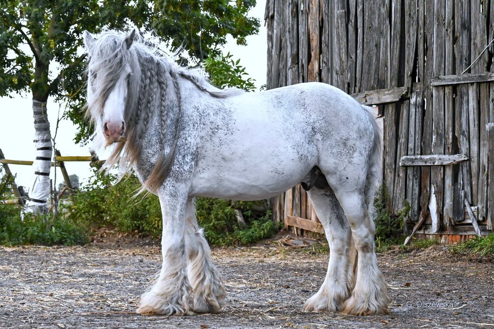 Ogier Irish Cob (nie tinker) z licencją / koń rodzinny