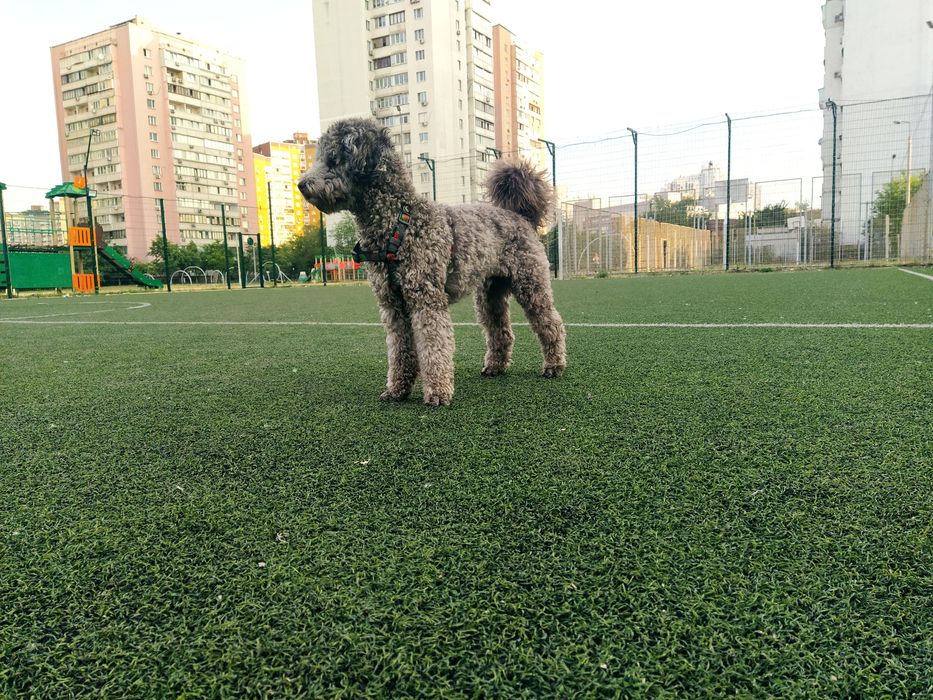 В'язка, карликовий пудель