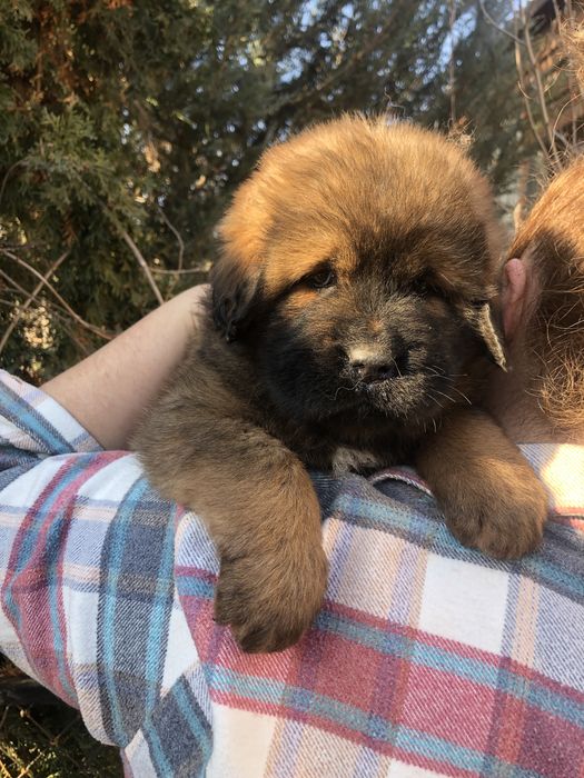 Тибетский мастиф