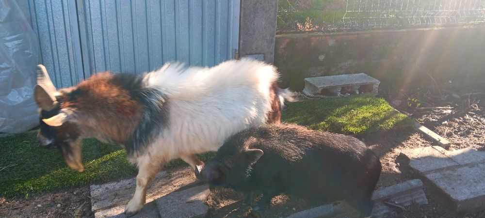 Vendo animais de quinta