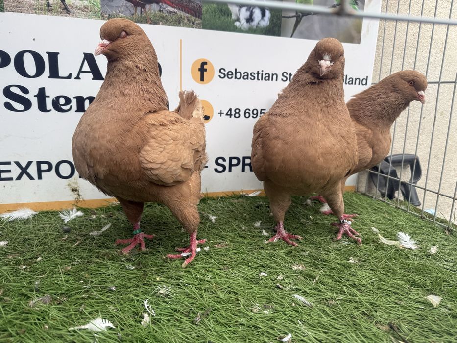 Gołębie. King. Kingi1. Możliwy transport