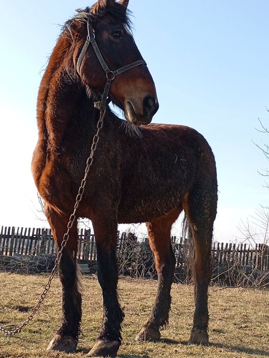 Змінить місце проживання кобила