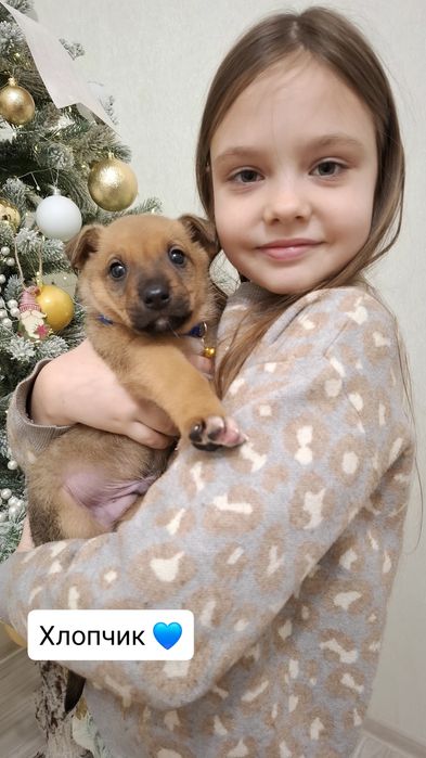 Манюні у пошуках люблячої родини. Вік 1,5 міс. Оброблені від паразитів