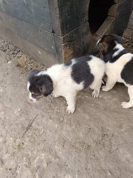 Продам щенят руська гонча