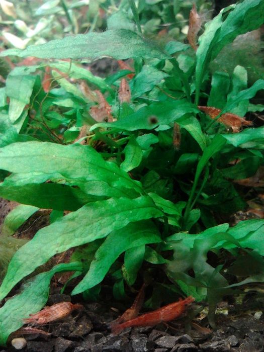 Krewetki Red Cherry z gratisowym mchem