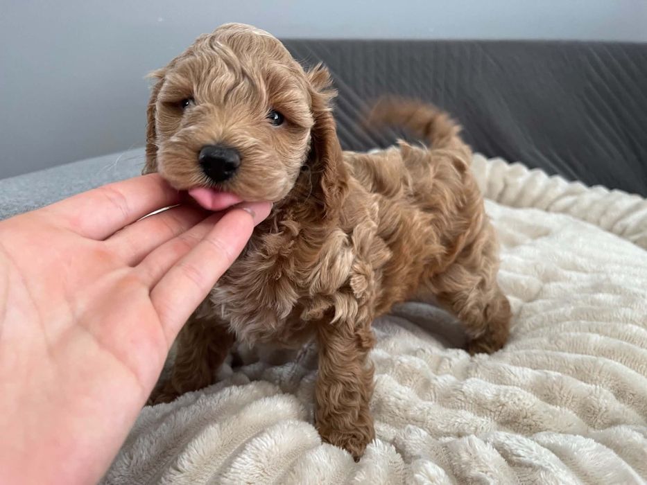 Sprzedam pieska maltipoo