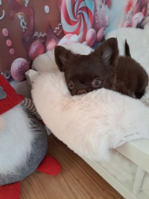 Czekoladowy piesek Chihuahua