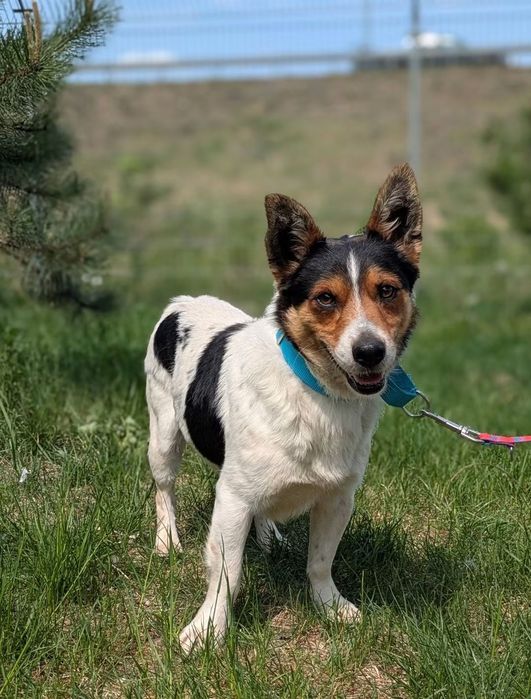 Spokojny i czuły Pułkownik szuka domu! ADOPTUJ