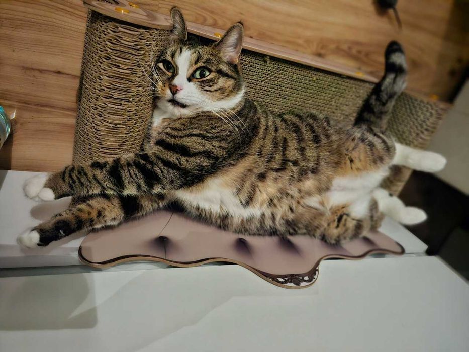 Drapak sofa dla kota legowisko kanapa do drapania zwierzęta kot