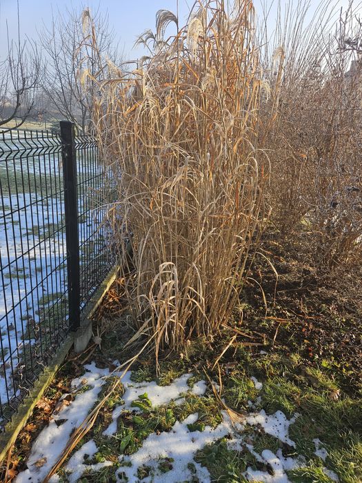Sadzonki ozdobnej trawy ,,Zibrinus"