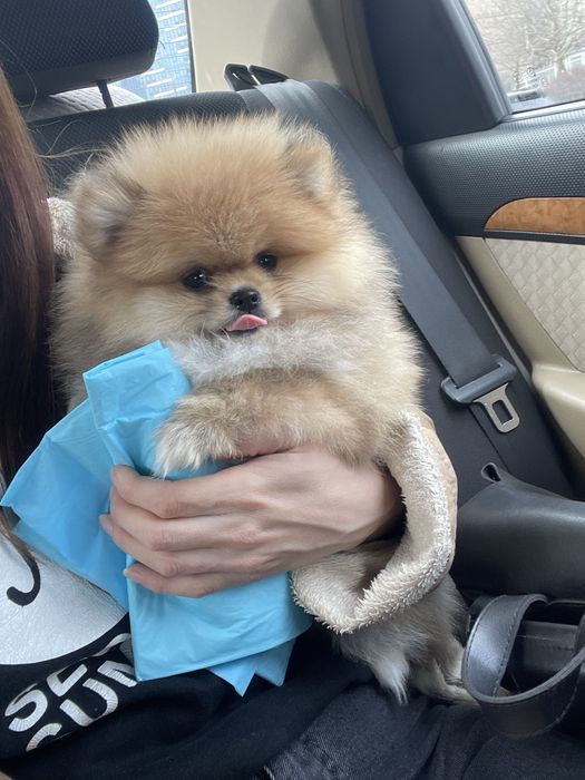 Супер пухнастики