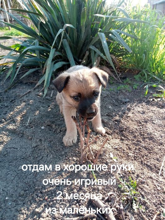 Отдам в хорошие руки. Очень игривый. Всё ест