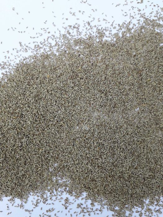 nasiona rumianku, rumianek, nasienie rumianku