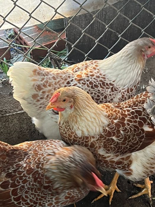 Ovos galados wyandotte azul e splash