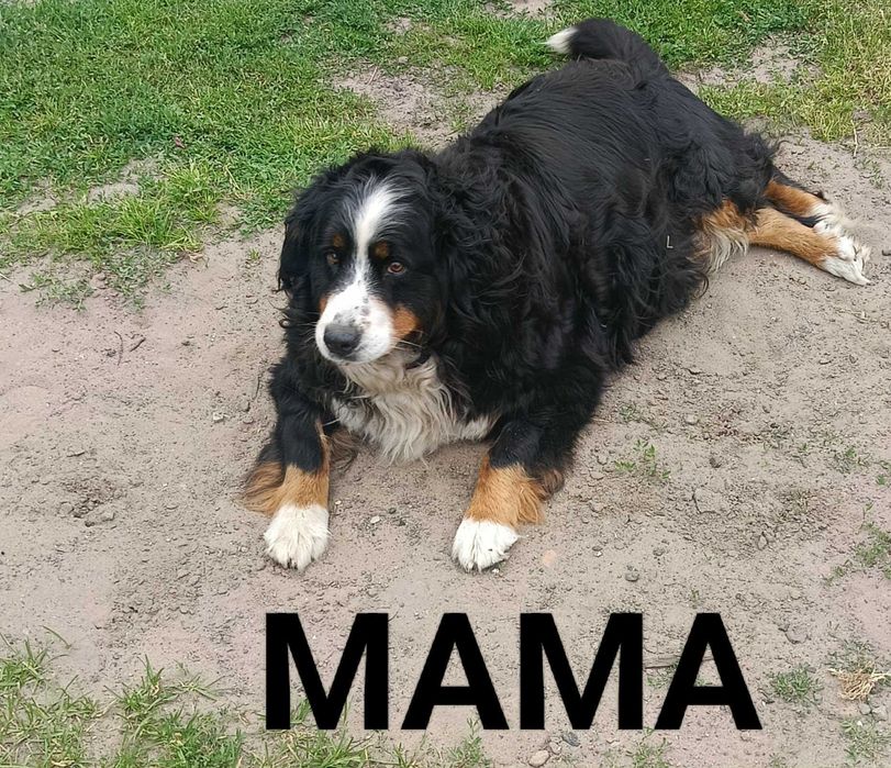 Berneńczyk do rezerwacji