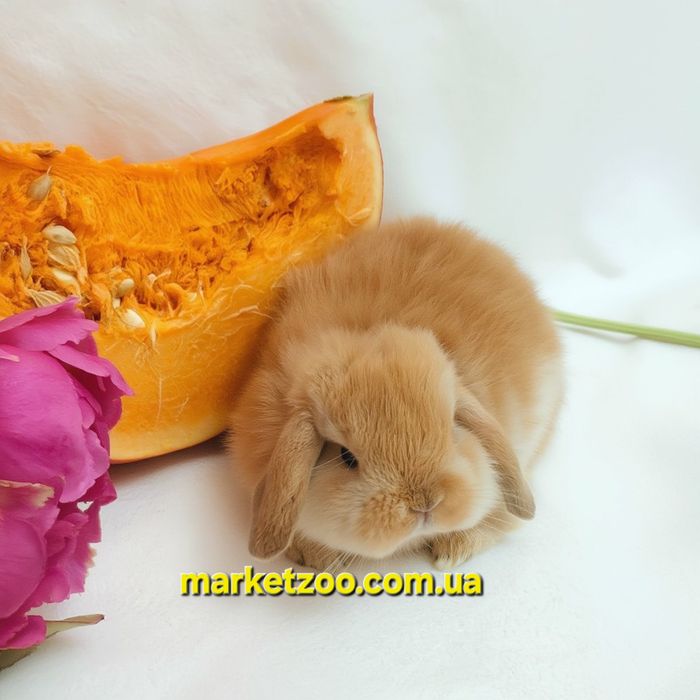 Міні кролики карликові кролики мини карликовый карликовий mini lop