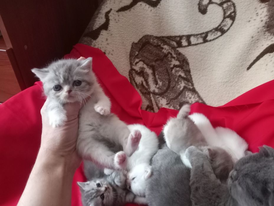 Разноцветные британские котята
