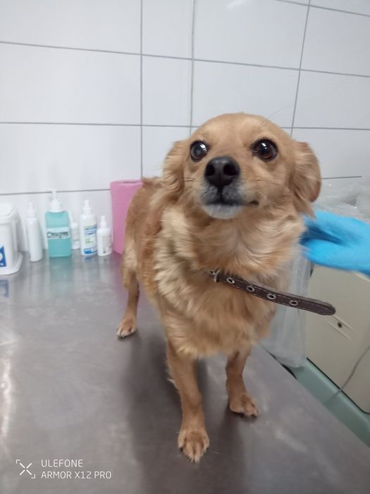 Дівчинка шукає родину!