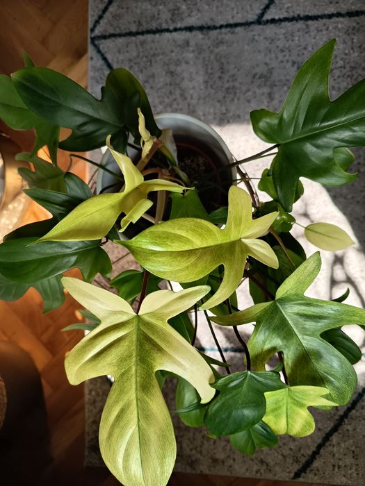 Philodendron Florida Ghost/ Ph. Golden Dragon