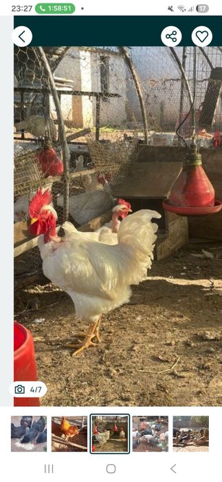 Ovos de galinhas de raça portuguesas