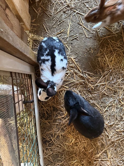 Króliki mięsne rasa srednia