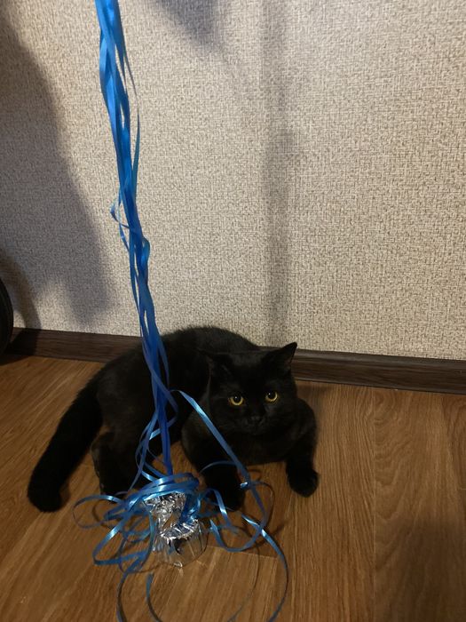 Вязка Шотландец прямоухий