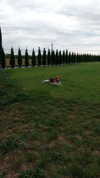 Beagle szczeniak rodowód chip
