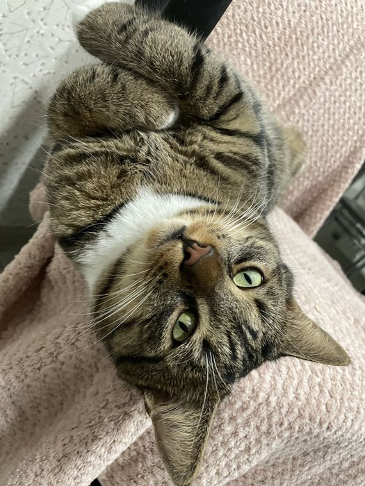 Віддам котика в добрі руки , безкоштовно