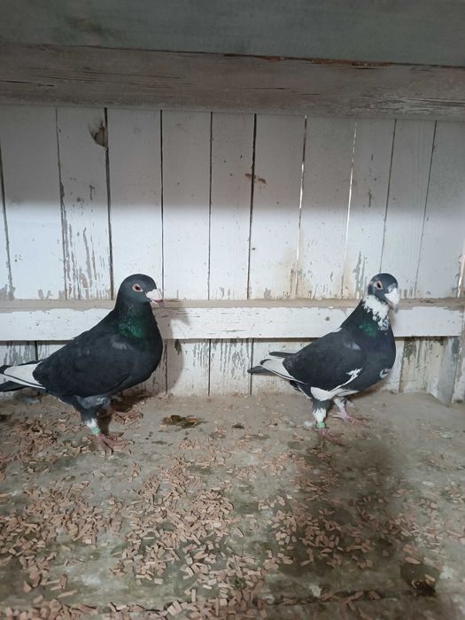 Sprzedam gołębie staropolskie