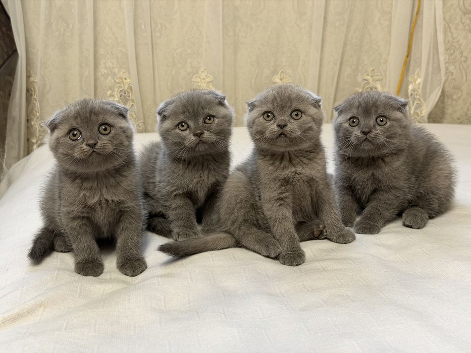 Продам гарних котят