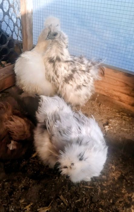 Silki,czubatki,kaczki,indyki