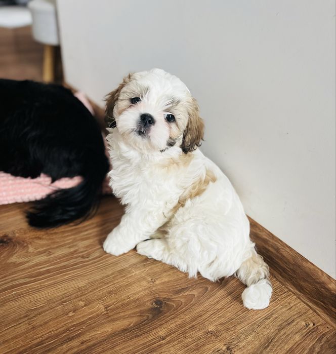 Szczeniak Malshi – piesek