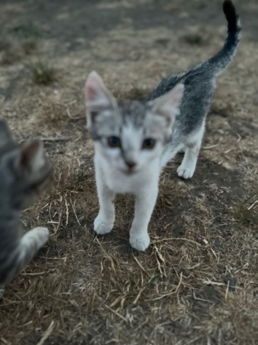 1 киця 2 коти в добрі руки