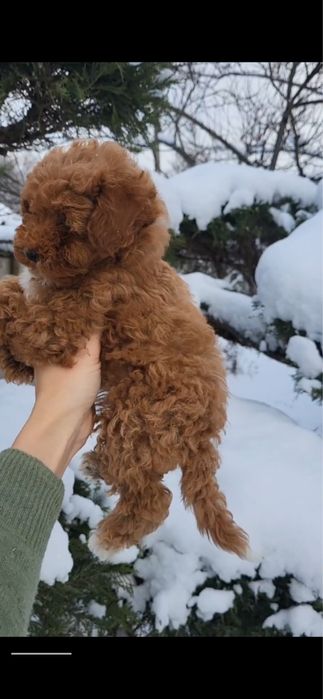 pudel toy dziewczyna