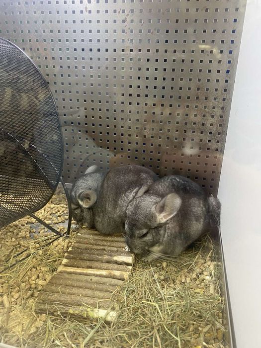 Шиншилки для щастя!!!