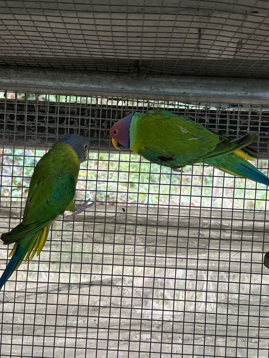 Aves cabeça de Ameicha