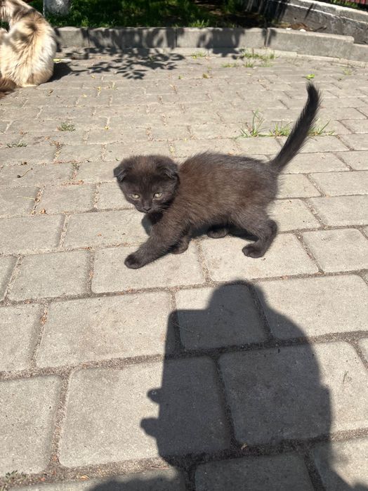 Продам котики  500 грн британці
