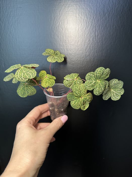 Оксаліс  Corymbosa, Пеперомія: Кавун, Грін бабл, Есхінантус