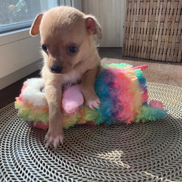 Бронирование  Той  -  терьеров…