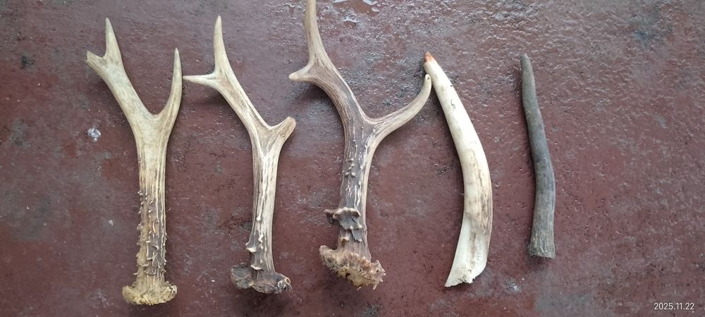 Продаю рога оленя