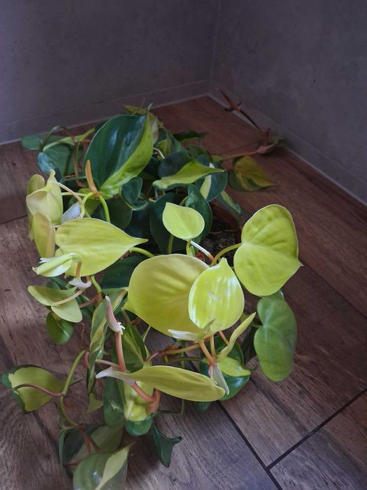 Philodendron scandens 'Brasil' Filodendron pnący