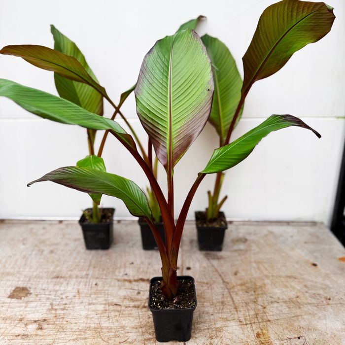 1szt banaowiec Maurelli