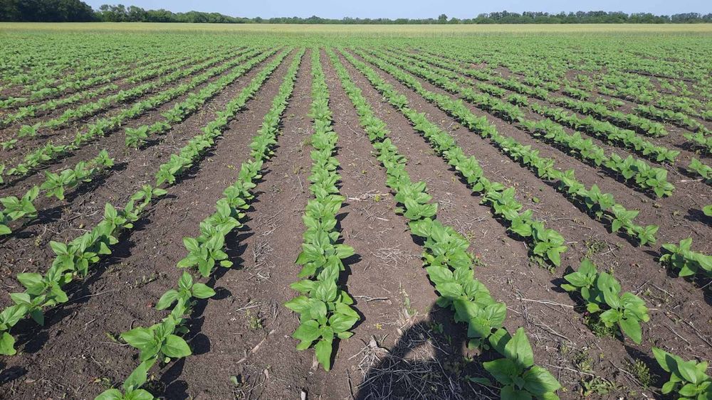 Гібрид соняшника Рапід