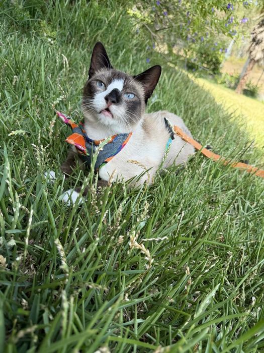 Lucky - gato super meigo para adoção responsável