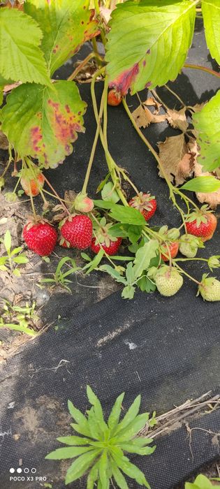 Продам участок 10 сотк "Соловьиная роща"