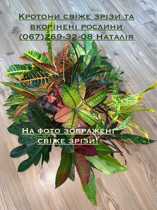 Кротони різні. Кротон