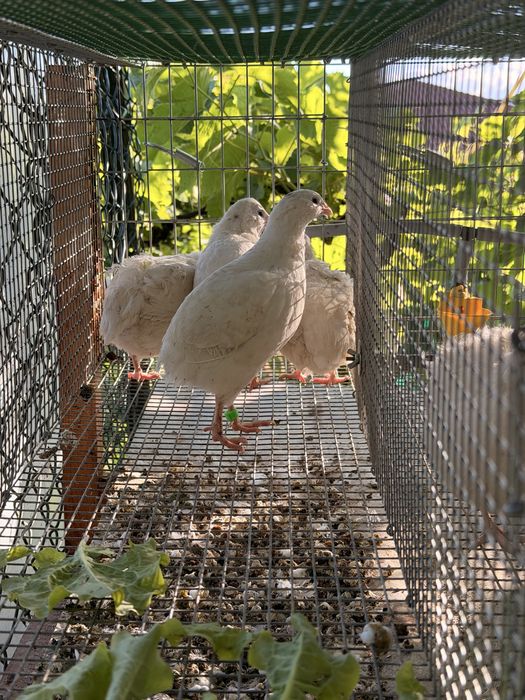Ovos de codorniz