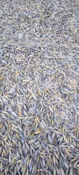 Pellet - owies do palenia