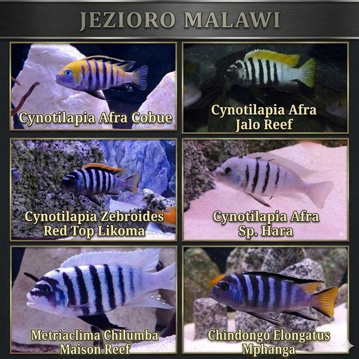 Pyszczaki jezioro Malawi Hodowla Pyszczaków Toruń, Tanganika, Wiktoria